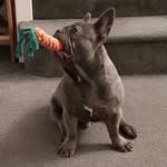 Pablo McCarthy 2020 - @pablo_narcca_the_frenchie - Instagram