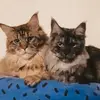 Pablo & Mina - @pabloandmina - TikTok