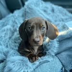 Pablo Morris - @_pablo_the_dachshund_ - Instagram