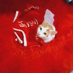Pablo Neyra - @pablo_neyra_01 - Instagram