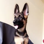 German Shephard | PABLO - @pablo_patel07 - Instagram