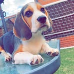 Pablo Patel Laher - @pablothebeagle11 - Instagram