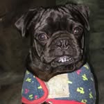 Pablo Patterson - @pablo_the_pug_since2019 - Instagram