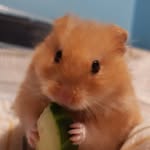 Pablo Pearson - @pablopearsonthehamster - Instagram