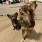 Pablo and Pedro - @pablopedrothechihuahuas - Instagram