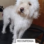 Pablo Perrone - @pablomarceloperrone - Instagram