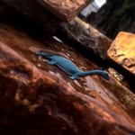 Pablo Perry - @pablo_the_plesiosaurs - Instagram