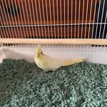 Pablo Phillips - @pablo_and_phill_the_cockateils - Instagram