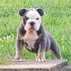 Pablo_Porkchop_Pierce - @pablo_porkchop_pi - TikTok