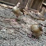 Pablo Escobar Pratt - @pablo_birdplug1 - Instagram