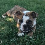 Pablo Price - @puppablo - Instagram