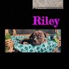 Pablo. Riley - @pablo.riley - TikTok