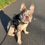 Pablo Roberts - @pablo_frenchielife - Instagram