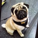 Pablo Robinson - @pablo_the_pug.42 - Instagram