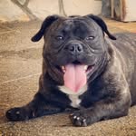 Pablo ● SHORTY BULL - @pablo_shortybull - Instagram