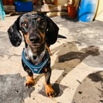 They call me Pablo - @pablo_short_legs - Instagram