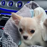 Pablo - @pablo_small_chi - Instagram