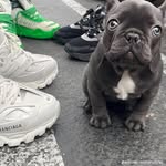 Päblø Small - @pablosmall101 - Instagram