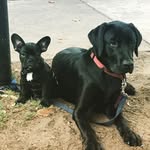 Pablo & Stanley - @thebearandthebat - Instagram