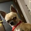 little pablo stuart - @pablitomonopallito - TikTok