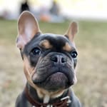 Pablo Thompson - @pablo_the_frenchie__ - Instagram