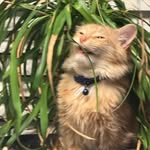 Pablo Thompson - @pablo.poo.thompson - Instagram