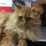 Pablo Valadez - @el_zooorrro - Instagram