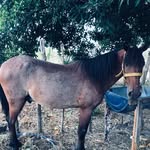 vaquero🤠🤠 - @pablo__vaquero12 - Instagram