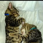 Pablo and Vincent - @pablo_vincent_kitties - Instagram