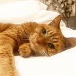 Pablo Walsh - @pabswalsh - Instagram