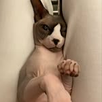 Pablo Wang - @pablo_wangsphynx - Instagram