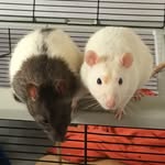 Pablo & Watson - @pabloandwatson - Instagram
