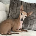 Pablo Anubis Watson Gursel - @iggypablo - Instagram