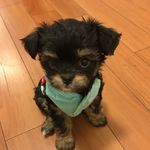 Webster And Pablo Puppy Bros - @puppybros_websterandpablo - Instagram