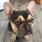 Pablo Wood-Smith🥩 - @pablowoodsmith - Instagram