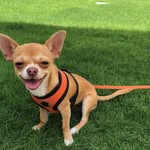 Pablo Woods - @thechihuahuapablo - Instagram