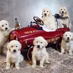 🐾The Bearden Pack 🐕 - @thebeardenpack - Instagram