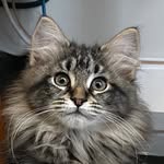 Lula Pace McDonald - @lula_the_ragdoll - Instagram