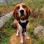 Paco - @beagle.paco.loves.taylor - Instagram