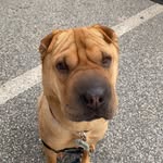 Paddy Murphy - @paddythepei - Instagram