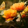 Padma Sharma 01 - @padmasharma292 - TikTok