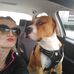 Page Brown - Facebook