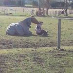 Paige Atkinson - @paigeatkinsonequine - Instagram