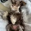Paige Brittain - @paige.brittain - TikTok