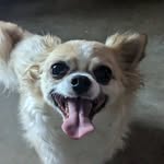 Paige Brower - @ilovedogs9846 - Instagram
