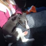 Paige&Casperzepuppy - @paige__and_casper_ze_puppy - Instagram
