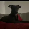 paigecoyle95 - @paigecoyle950 - TikTok