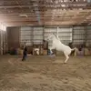 paigedaughertyeq - @paigedaughertyeq - TikTok