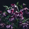 Việt Mít - @paigedollar0 - TikTok