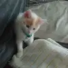 Paigeteddy - @teddyunicirn12pop - TikTok